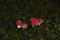 Tiny red toadstools flourish under a spruce tree on grassy terrain, capturing the enchantment of a miniature woodland scene