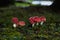Tiny red toadstools flourish under a spruce tree on grassy terrain, capturing the enchantment of a miniature woodland scene