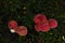 Tiny red toadstools flourish under a spruce tree on grassy terrain, capturing the enchantment of a miniature woodland scene