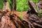 Tiny Redwood trees sprouts Sequoia sempervirens on the log of a recently fallen old tree