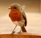 Tiny Robin with a stray feather