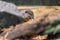 A tiny rodent enjoying a quick snack, while hiding behind a rock and a branch