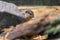 A tiny rodent enjoying a quick snack, while hiding behind a rock and a branch