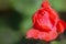 Tiny rosebud