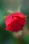 Tiny rosebud