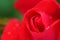 Tiny rosebud closeup