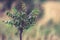 Tiny rowan tree with blurry background