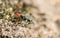 A tiny Ruby-tailed Wasp Chrysis ignita perched on moss on the ground.