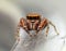 Tiny, rusty colored Ghelna canadensis jumping spider