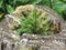 Tiny sapling sprouts from the old, grey stump of a large tree that was cut down . Young fir tree growing