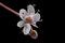 Tiny saxifrage flower close-up
