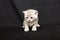 Tiny scared kitten on a dark background.