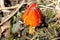 Tiny Scarlet Waxcap Mushroom