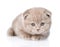 Tiny scottish kitten lying in front on white background