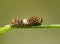 Tiny second instar of Eastern Black Swallowtail caterpillar