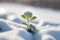 A tiny seedling breaking through the snow in search of sun and growth. Generative AI illustration