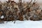 A tiny shrew in the snow among the bushes in the tundra