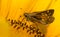 Tiny Skipper butterfly feeding on Sunflower
