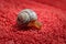 A tiny slow snail on a red textile surface.