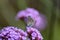 Tiny small blue butterfly, silver studded blue, Plebejus argus, on purple verbena.