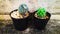 Tiny small cactus pots