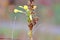 Tiny Snail on Blooming Weed