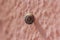 Tiny snail shell