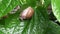 Tiny snail standing still on fresh green leaf