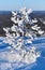 Tiny snow covered pine tree