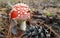 Tiny solitary amanita Amanita muscaria mushroom growing on forest ground