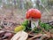 Tiny solitary amanita Amanita muscaria mushroom growing in green moss