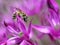 Tiny Solitary Bee on Allium Flowers