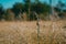 Tiny sparrow standing on the grass in a field under the sunlight with a blurry background