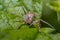 Tiny spider on green leaf in perfect nature