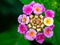 Tiny spider in lantana flowers