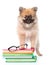 Tiny spitz puppy with glasses and pile books on white