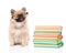 Tiny spitz puppy with glasses and pile books on white