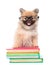 Tiny spitz puppy with glasses standing on a books. isolated