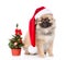 Tiny spitz puppy with santa hat and christmas tree. isolated