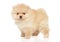 Tiny Spitz puppy in stand on white background