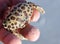 Tiny spotted crab amongst the Sanibel Sea Shells