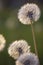 Tiny Spring dandelions bathing in the last rays