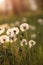 Tiny Spring dandelions bathing in the sun