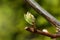 Tiny spring leaves of grapes plant. Close up shot of tiny buds