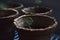 Tiny spruce sapling with twirly green needles planted in a coconut fiber vase