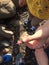 Tiny starfish in hand