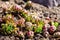 Tiny stone rose or hen-and-chicken succulents sempervivum outd