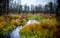 Tiny stream in fall forest