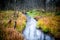 Tiny stream in fall forest