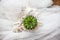 Tiny succulent growing in a seashell, decorative planting idea